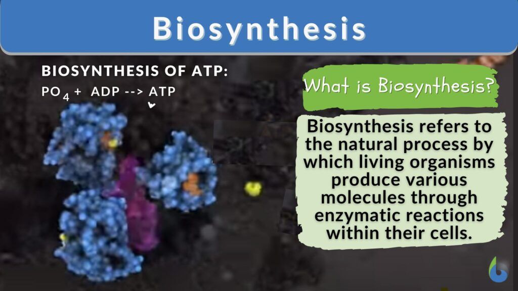 Biosynthesis - Definition and Examples - Biology Online Dictionary