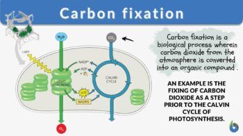 What is the Food Making Process in Plants Called: Explained Simply
