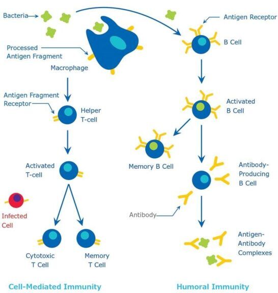 Cell Mediated Response Diagram Adaptive Immunity | Immune Response
