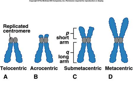Centromere Definition Chromosome Definition, Structure, Functions,