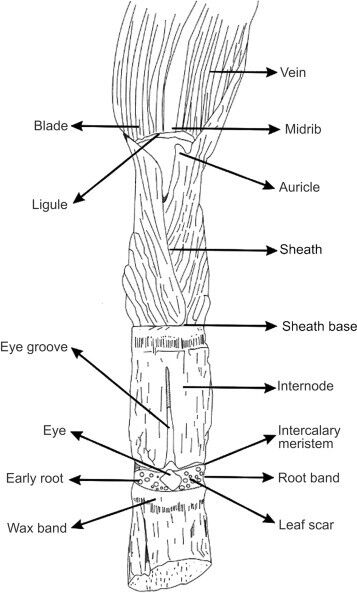 Example Intercalcary Chapter Intercalary Meristem Diagram NCERT 9th Class (CBSE) Science: Tissues