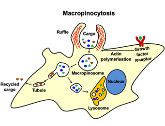 Endocytosis Vs Exocytosis Venn Diagram Diagram For You Active And