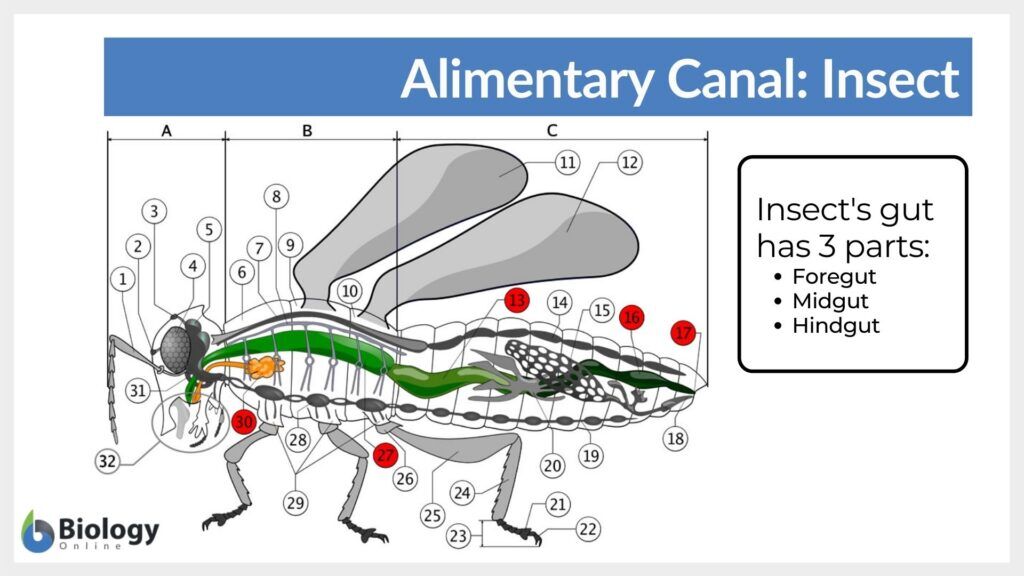 Insect Digestive System