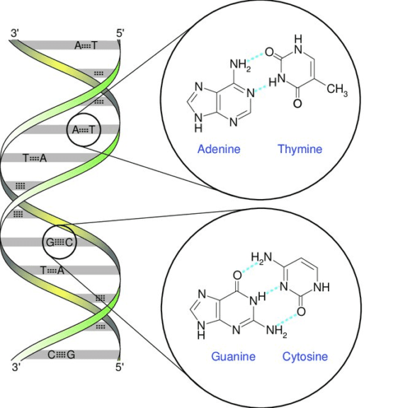 Nucleotide Bases With Their Complementary Partners