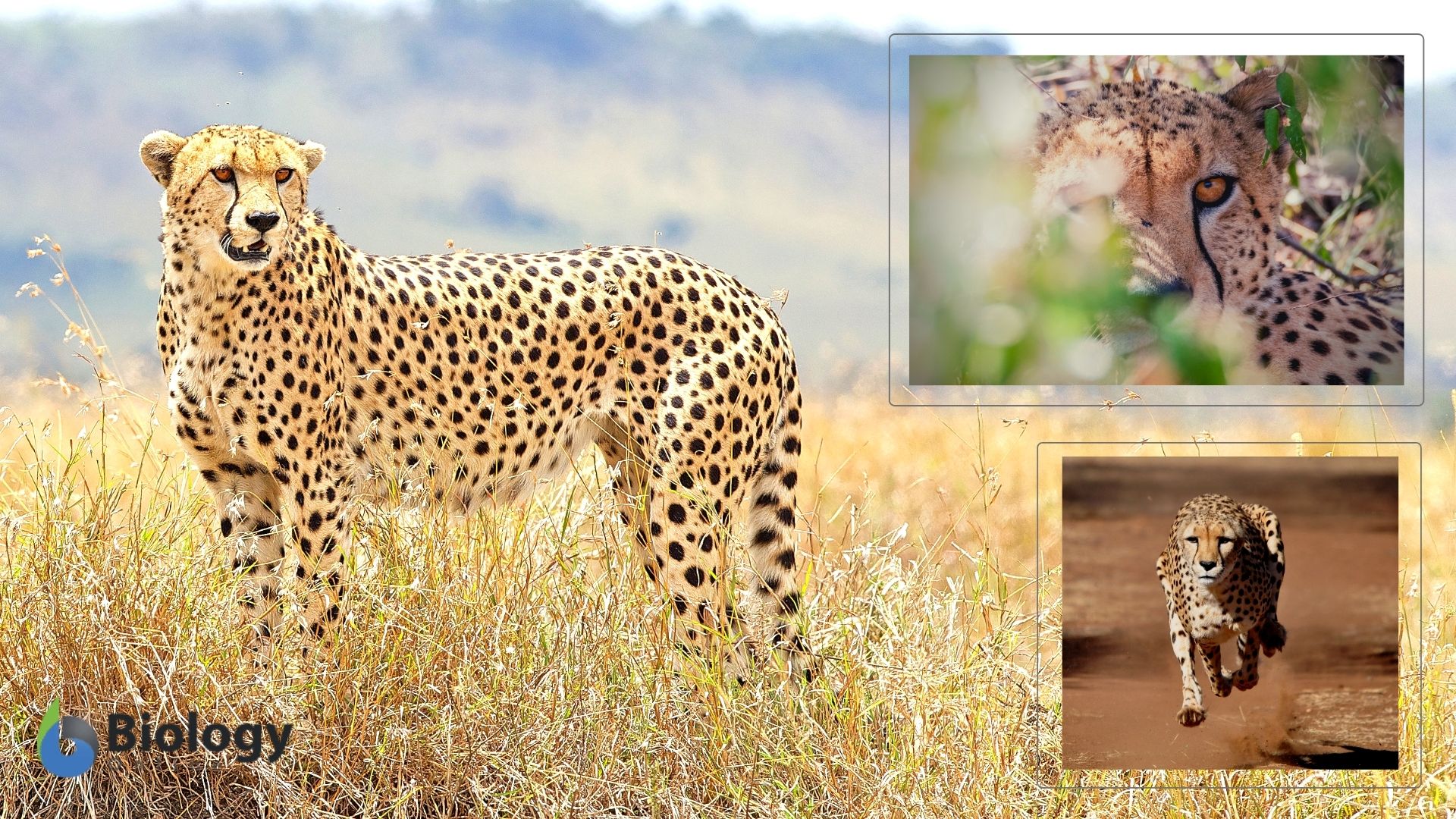 Predation Bio Predation Biology