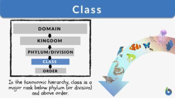 Class Definition and Examples - Biology Online Dictionary