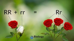 Recessive trait Definition and Examples - Biology Online Dictionary