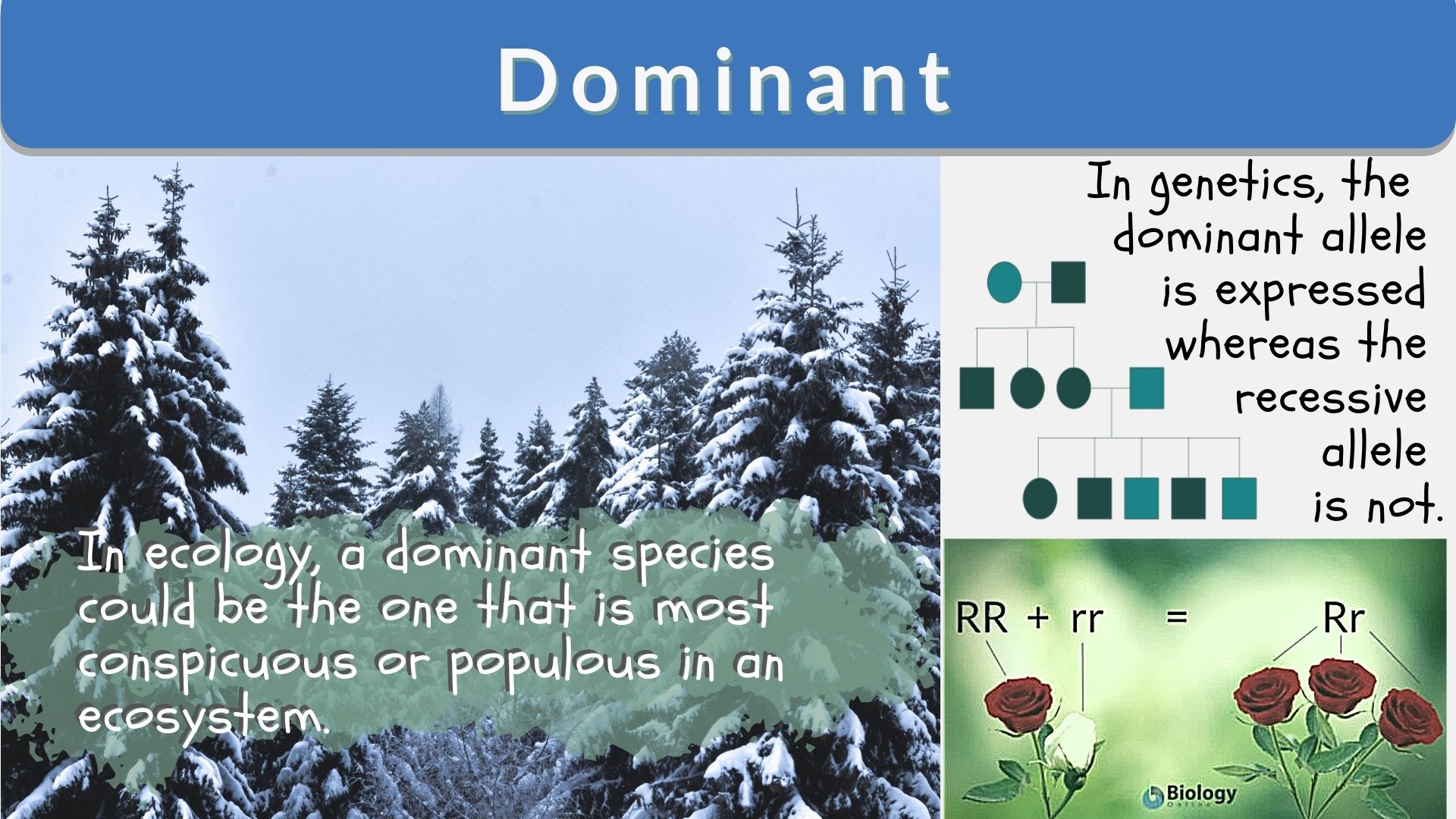 Dominant Definition and Examples - Biology Online Dictionary