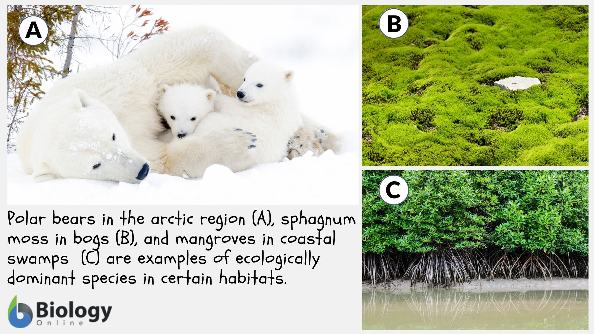 Dominant Definition and Examples - Biology Online Dictionary