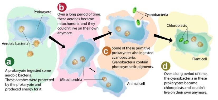 Protista Diagram Biology: Microbes Protoctista