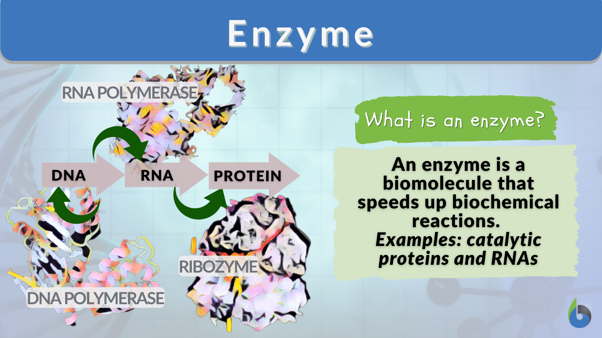 Enzyme - Definition and Examples - Biology Online Dictionary