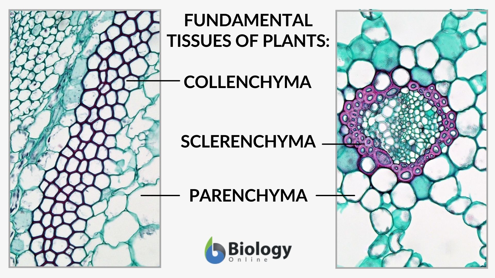 Parenchymal Tissue Plant Tissue Plant Tissue Refers To A Group Of Parenchymal Tissue Plant Tissue Plant Tissue Refers To A Group Of
