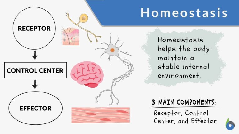 Feedback mechanism - Definition and Examples - Biology