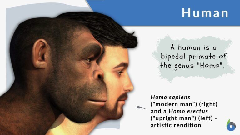 Human Definition and Examples - Biology Online Dictionary