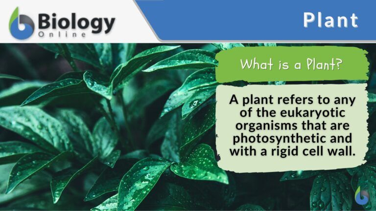 PLANT DEFINITION MEANING visual data 6