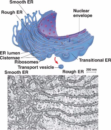Endoplasmic Reticulum Structurebiology Stock My Story
