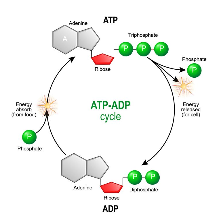 The ATP-ADP Cycle