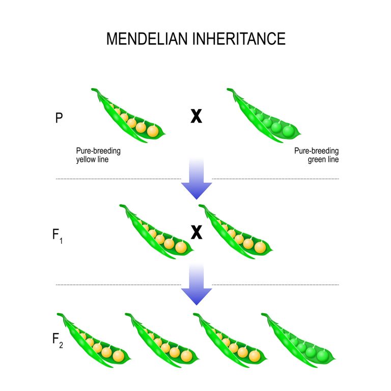 Crossing Over and Genetic Diversity