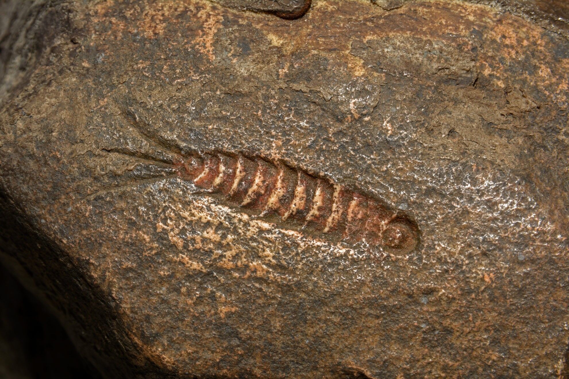 The Origins of Life - Biology Online Tutorial