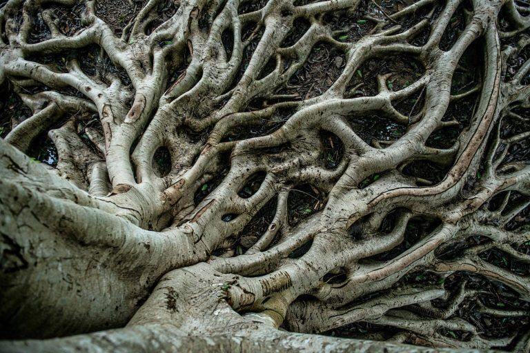Eat Tree Roots What Eats Buttress Roots Beautiful Buttress Roots