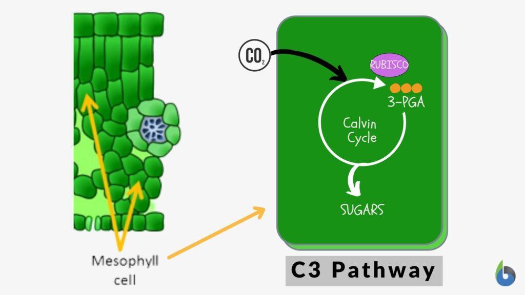 C3 Pathway