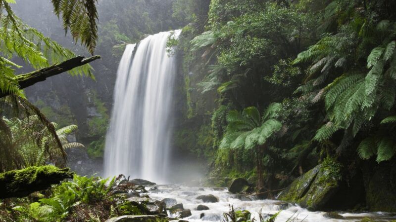 Environment - Definition and Examples - Biology Online Dictionary
