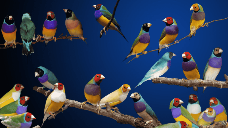 Bird Ruff's Polymorphism Polymorphism - Definition and Examples - Biology Online Dictionary