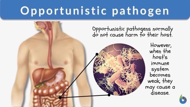 Opportunistic pathogen - Definition and Examples - Biology Online