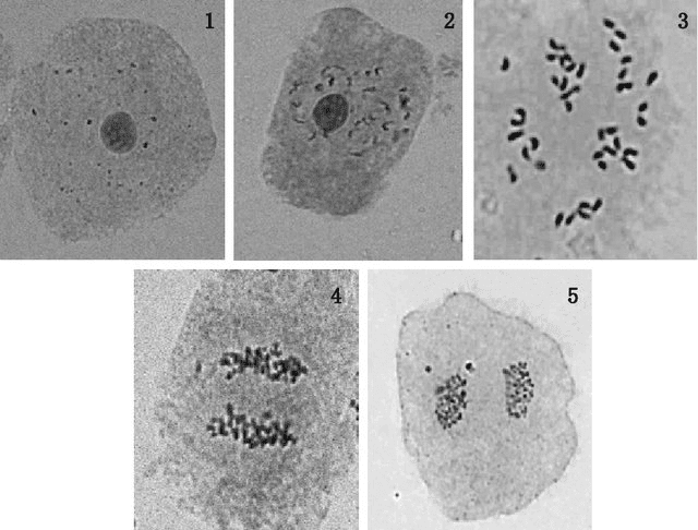Interphase Pontential Interphase Sous Microscope 157 Interphase Stock Photos, High Res
