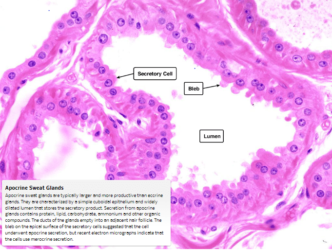 Apocrine Gland Histology Skin: The Integumentary System – Histology