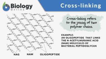 Hypercrosslinking Cross-linking - Definition and Examples - Biology Online Dictionary