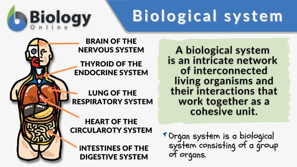 Biological system - Definition and Examples - Biology Online Dictionary