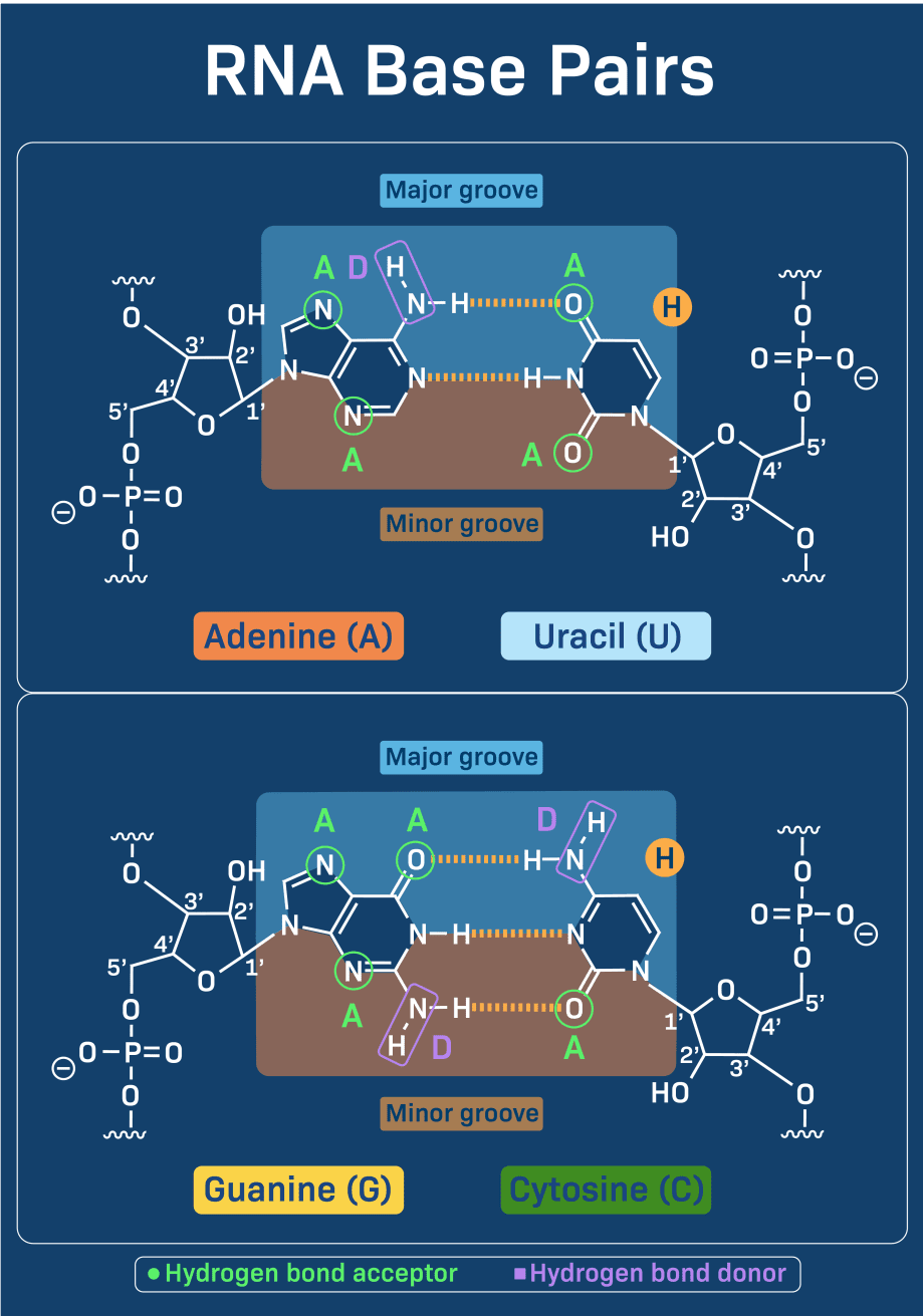 Anticodon Definition Anticodon Definition ANTICODON DEFINICION PDF