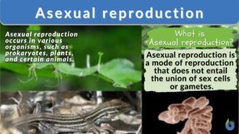 Asexual Animals 5 Types Of Asexual Reproduction