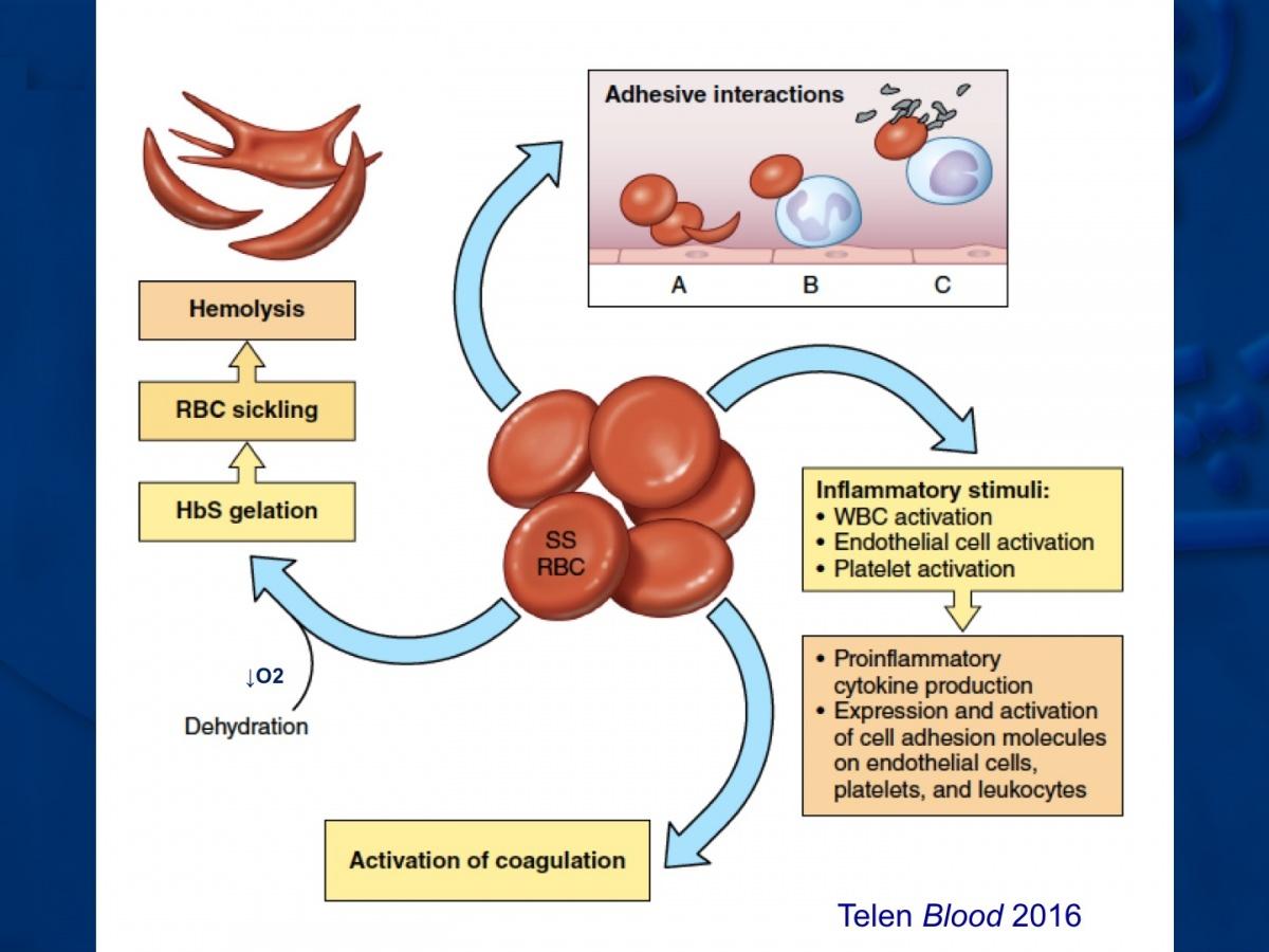 Krizocyte Rbc Erythrocyte Definition and Examples - Biology Online Dictionary