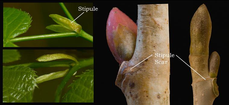 Stipule Machine Stipule Rubber Plant New Sheath Not Unfurling